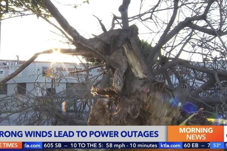 High winds and snowfall lashed huge trees across Southern California, causing them to fall and knocking out power to thousands of homes.

