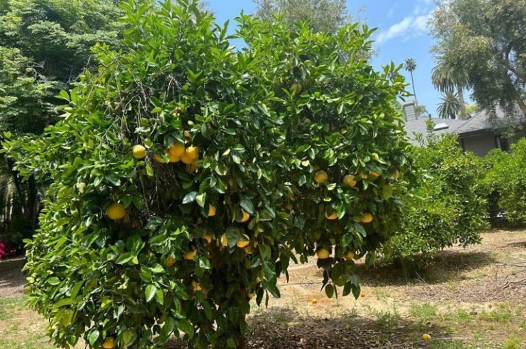 Chinese lemon farmers are worried about their crop due to widespread insect infestation in the interior of Southern California

