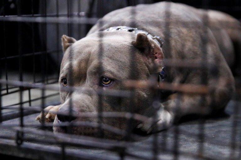 Rumor has it that a man living alone in California was bitten while feeding pit bulls, leading to a struggle, and his body was discovered when his friends came to visit.

