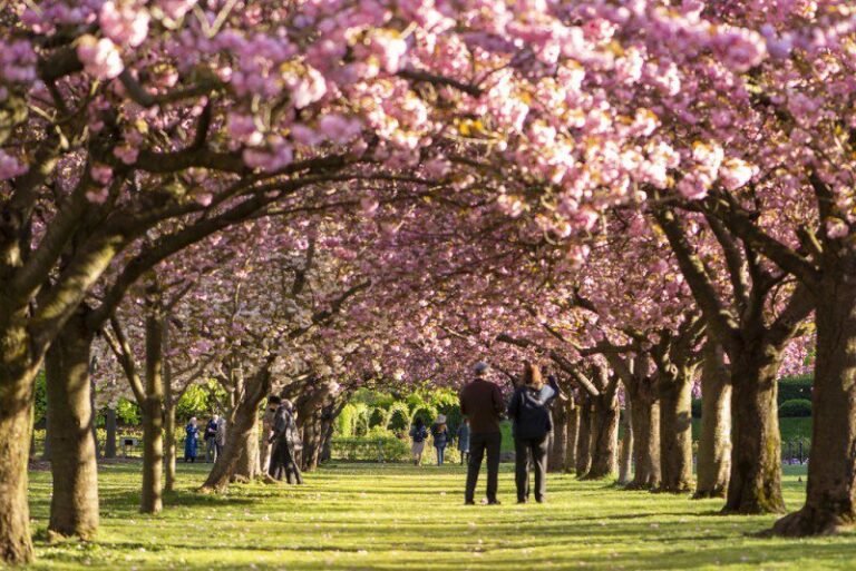  A list of the top 5 tourist destinations to visit for the beginning of New York's cherry blossom season.  The blooming period is estimated to be from late March to early April.

