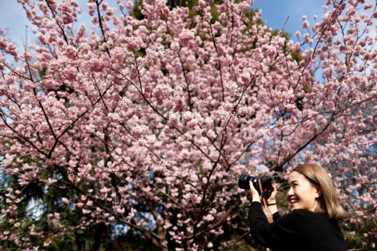 Cherry blossoms in Japan are late in bloom but are not yet blooming pink.  Lin Shibi estimates that Tokyo is in full bloom and now is the best time to visit

