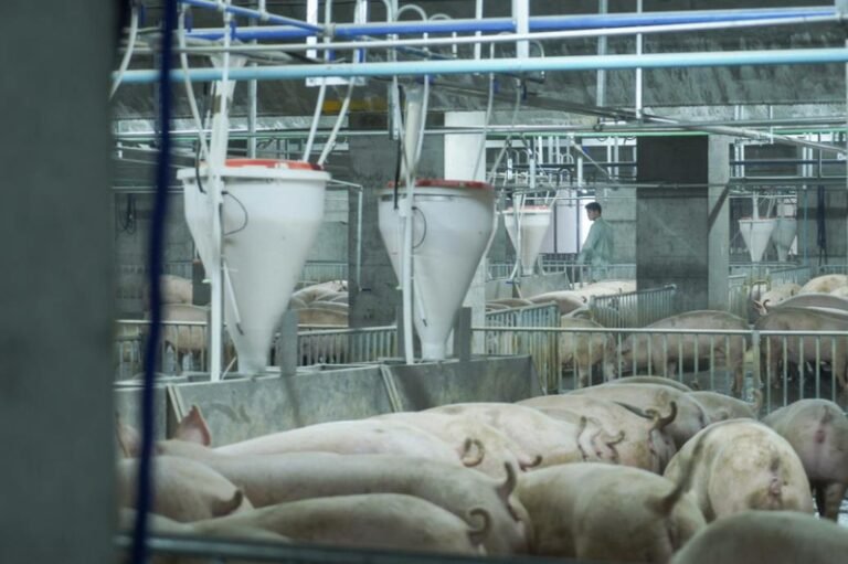 China's pig industry in recession, World Bank gives financial assistance to pig manufacturing

