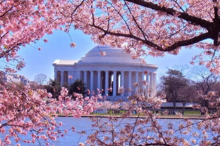  Japan in Washington, D.C.  Donated 250 cherry blossom trees to plant new trees in place of old trees

