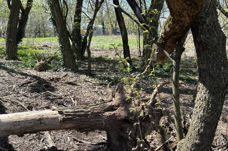 Over 300 trees were damaged in Kesina Park in Flushing, New York, leaving trails of bicycles everywhere

