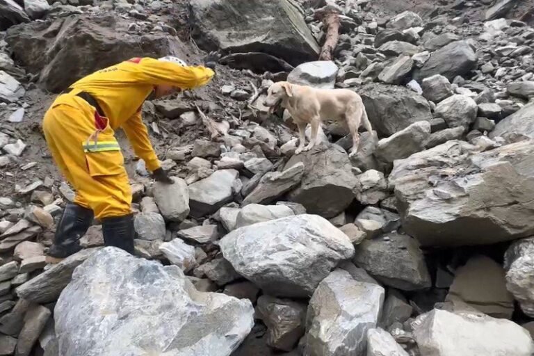 Roger, a Kaohsiung search and rescue dog who failed to become a drug detection dog, 