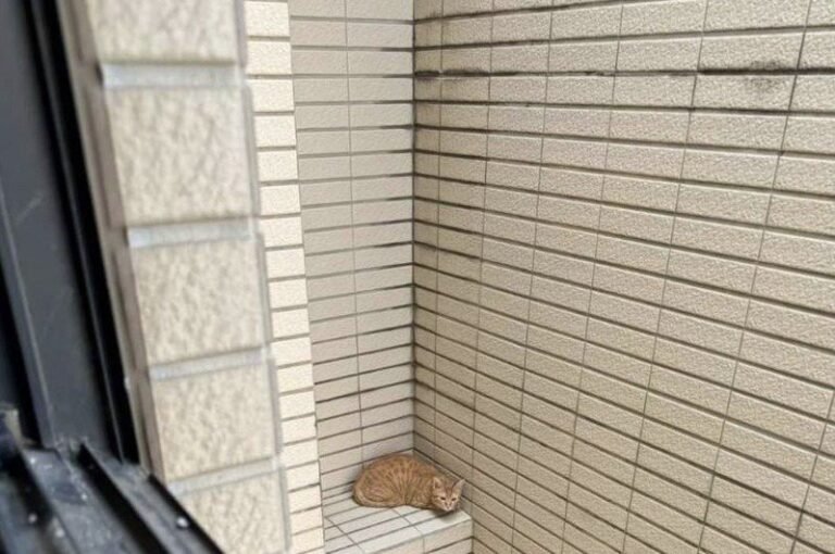 The window shook and Hualien cat got scared and jumped onto the platform of the outer wall of the 15th floor and was eventually rescued


