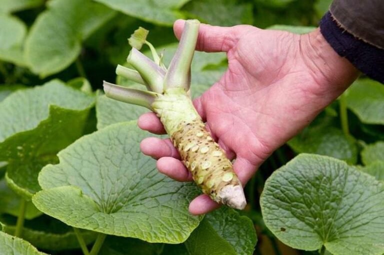  They are the only one in the San Francisco Bay Area that grows wasabi and sells it for 140 yuan per pound.  Their client is a Michelin restaurant.

