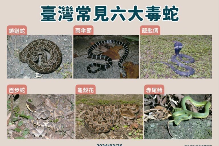  When cleaning graves, pay attention to the fact that poisonous snakes are becoming more active and entering the haystacks.  If a snake has bitten, first alert it.  This way you can save yourself.

